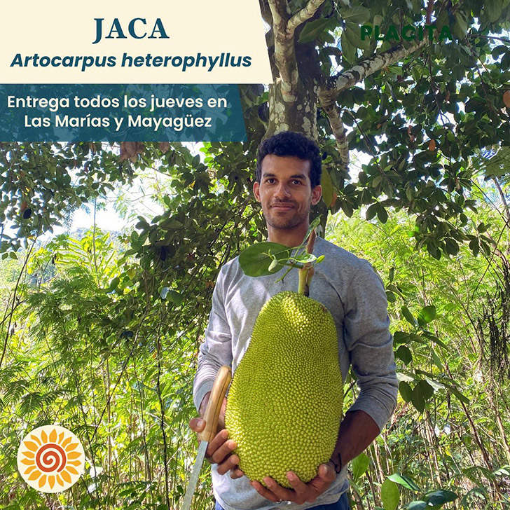 A single Jackfruit can serve up to 50 people.