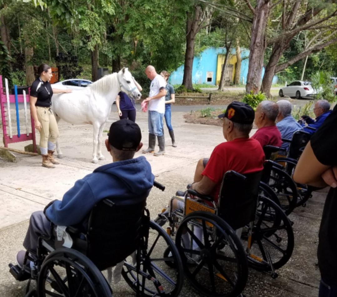Un grupo de personas en sillas de ruedas a las que se les enseña sobre el caballo parado frente a ellos.